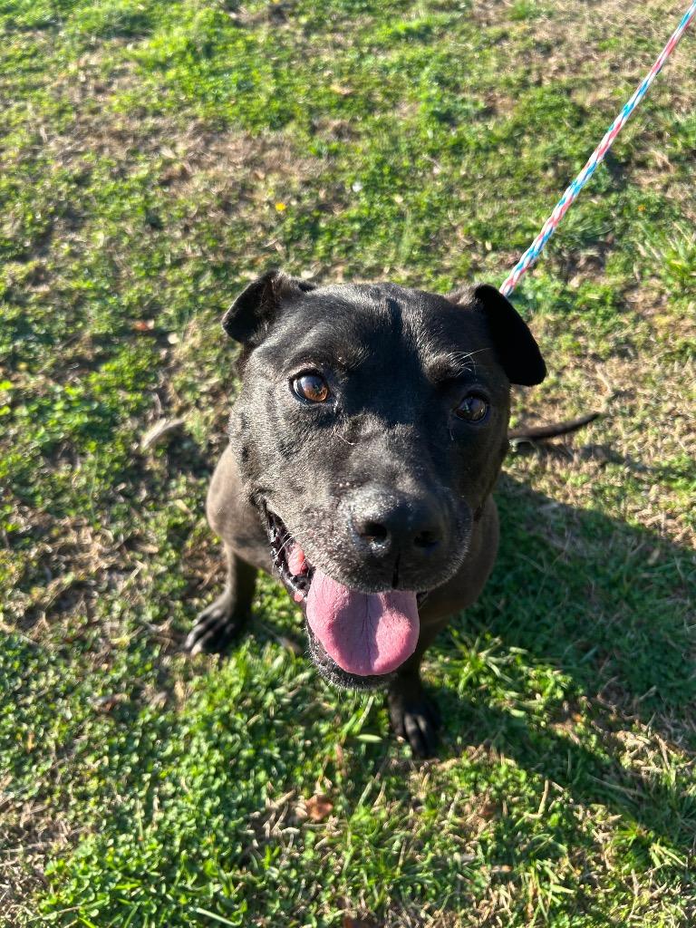 Ceasar/Charles, Adoptable, Senior Male Pit Bull Terrier.