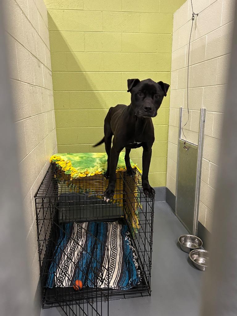 Ceasar/Charles, a Adoptable Pit Bull Terrier in Johnson City, TN image 2/2