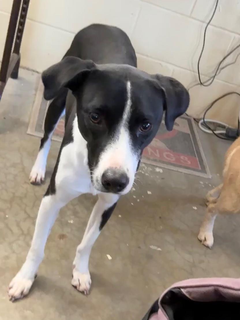 Nova, a Adoptable mixed breed in Milford, OH image 2/4