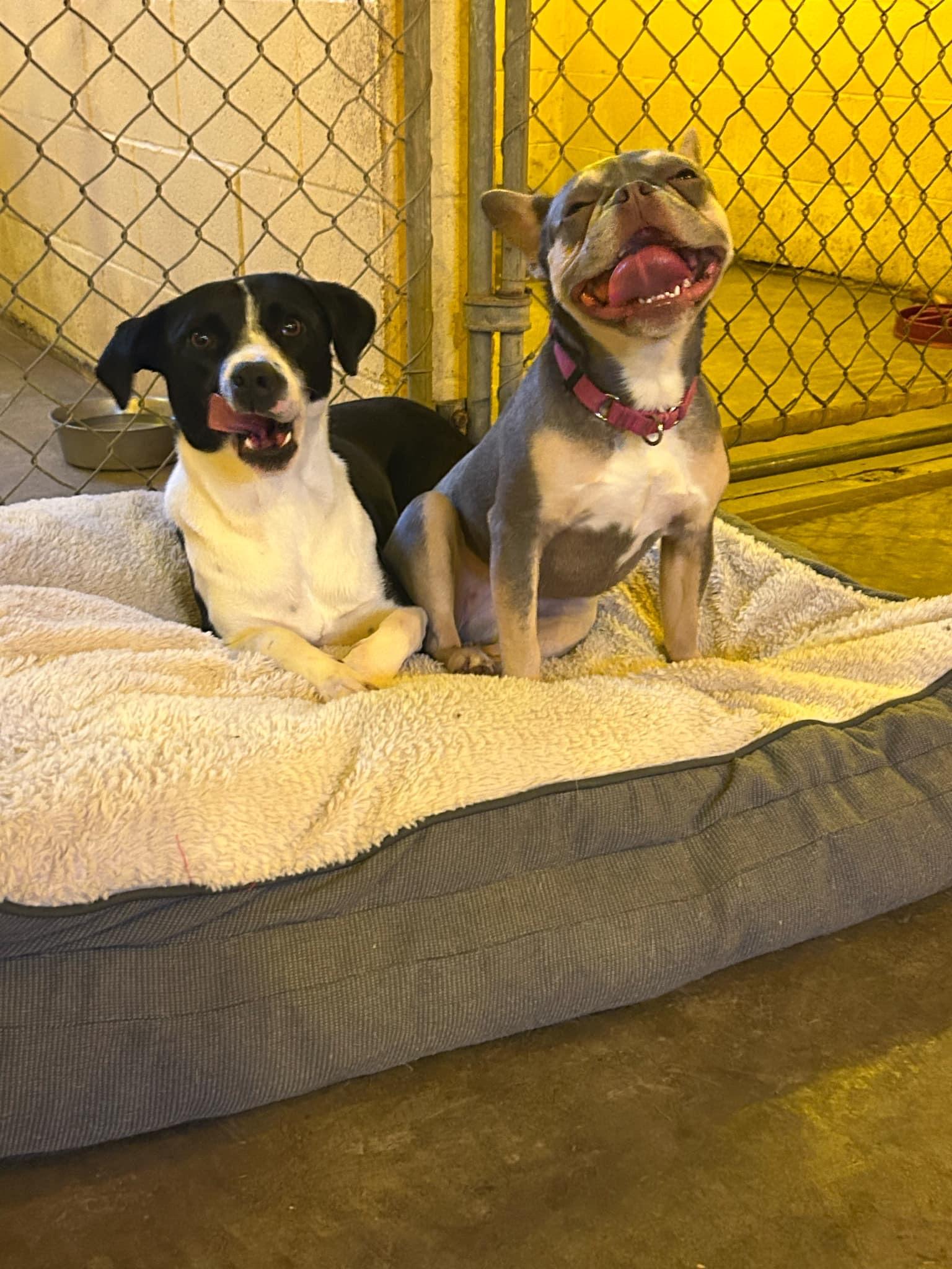 Nova, Adoptable, Young Female English Pointer & American Bully.