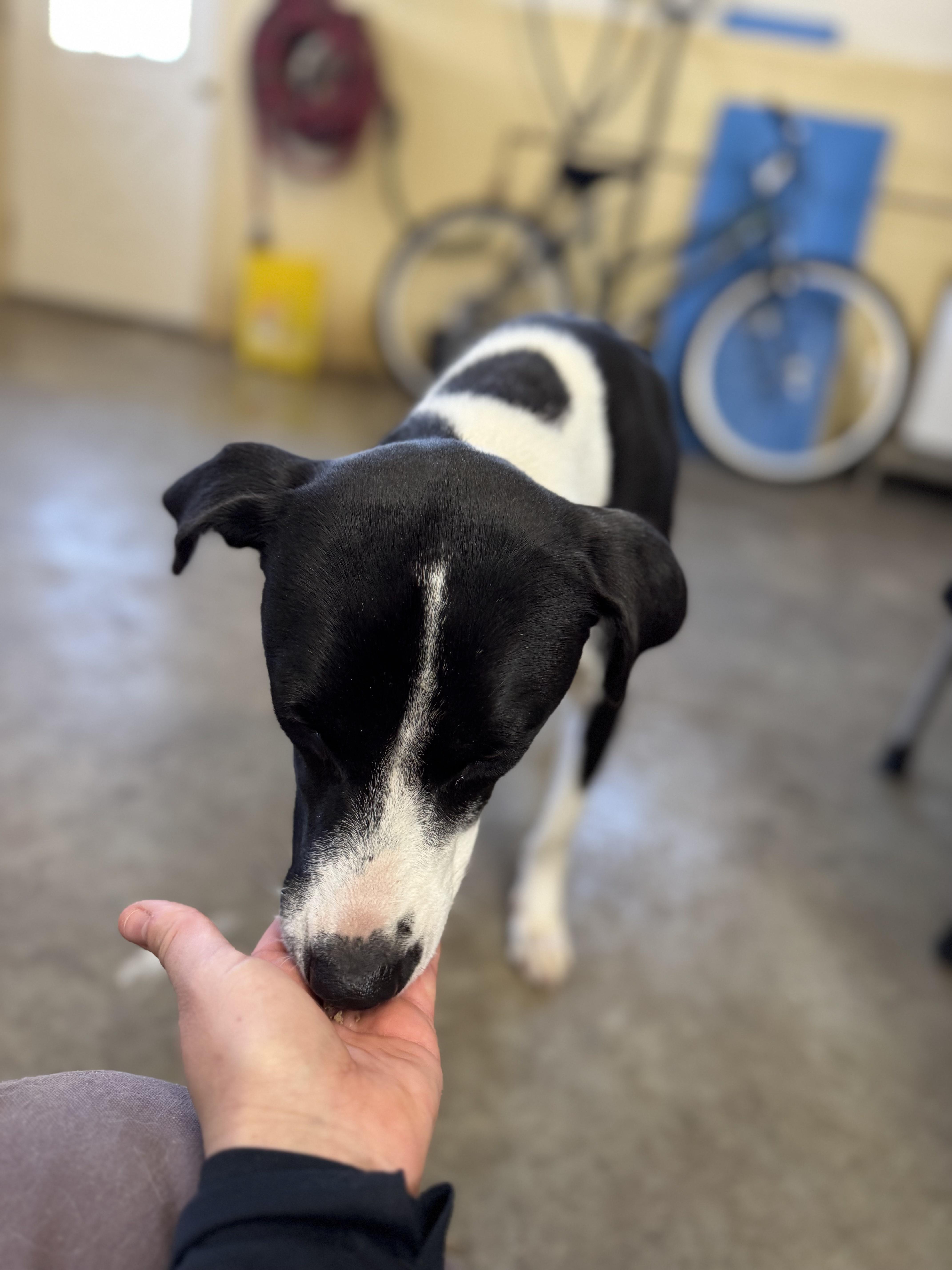 Nova, a Adoptable mixed breed in Milford, OH image 4/4