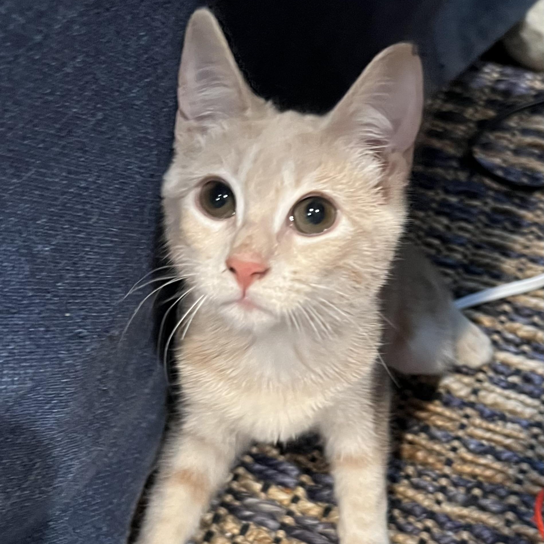 Wimbly, adopted, Kitten Female Domestic Short Hair.