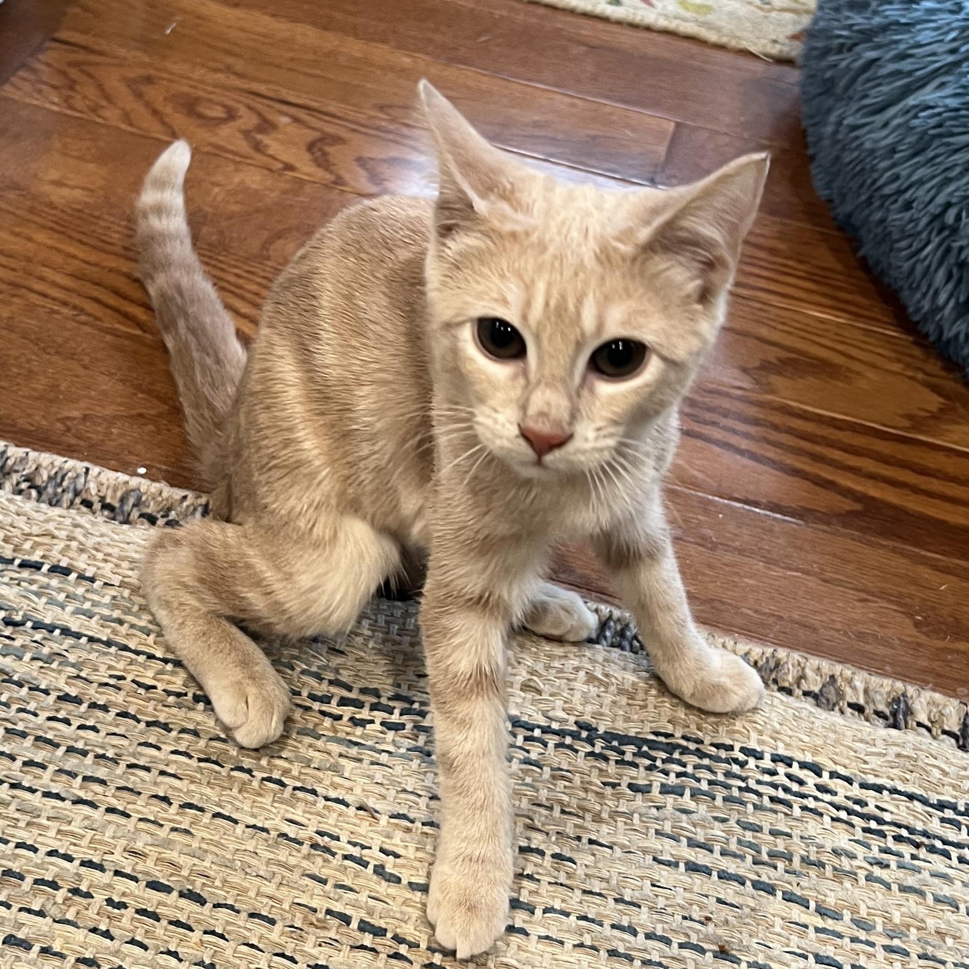 Enlarge Wimbly, an adopted Domestic Short Hair in Cranford, NJ image 6/6