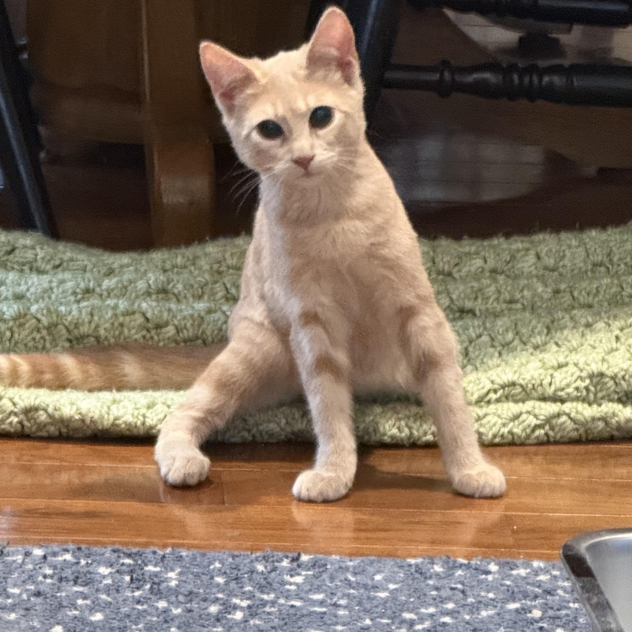 Enlarge Wimbly, an adopted Domestic Short Hair in Cranford, NJ image 4/6