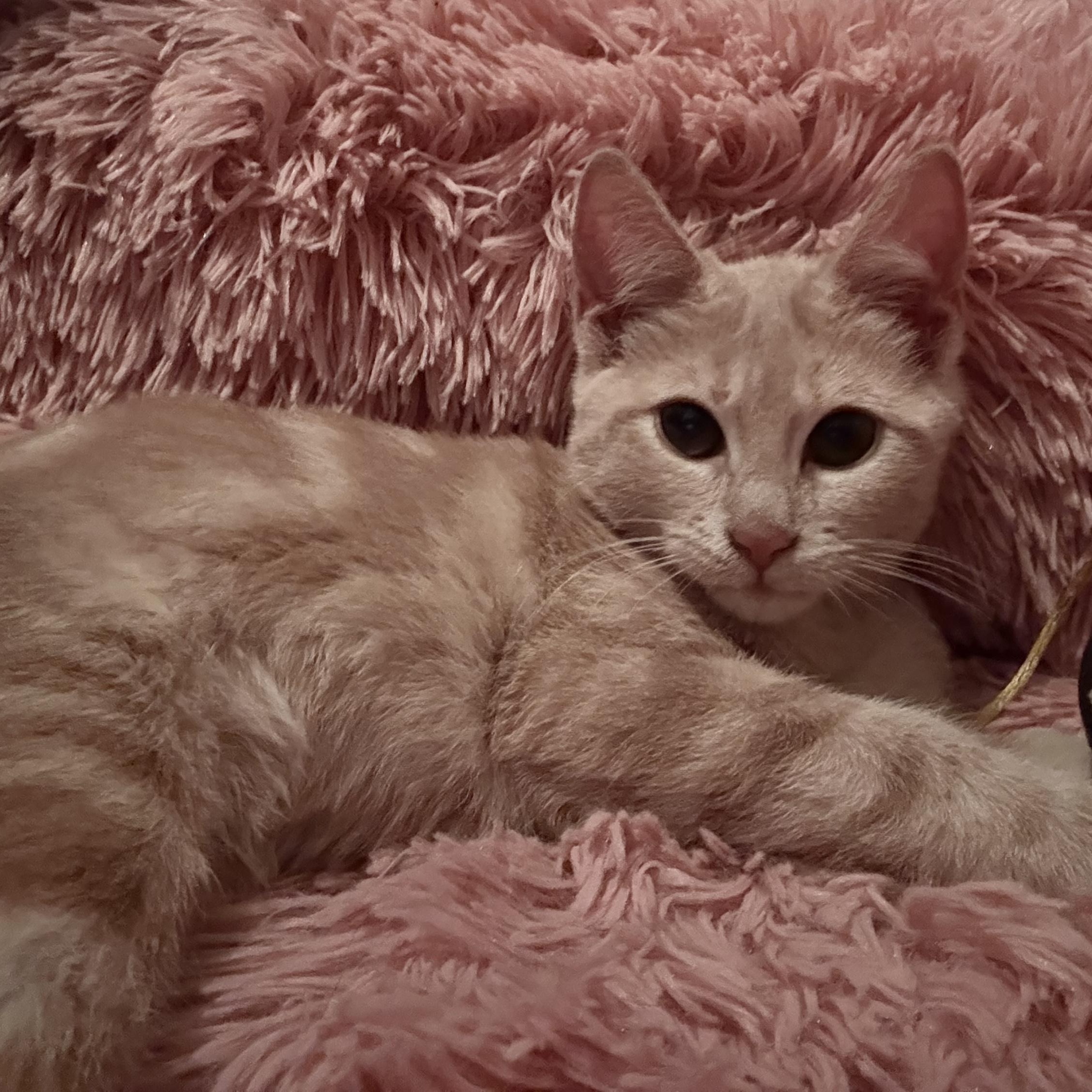 Enlarge Wimbly, an adopted Domestic Short Hair in Cranford, NJ image 2/6