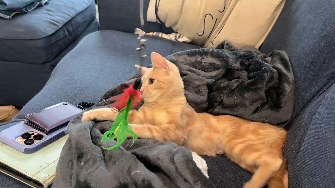 Enlarge Wimbly, an adopted Domestic Short Hair in Cranford, NJ video 5/6