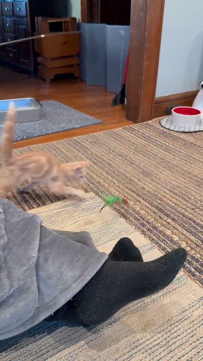 Enlarge Wimbly, an adopted Domestic Short Hair in Cranford, NJ video 3/6