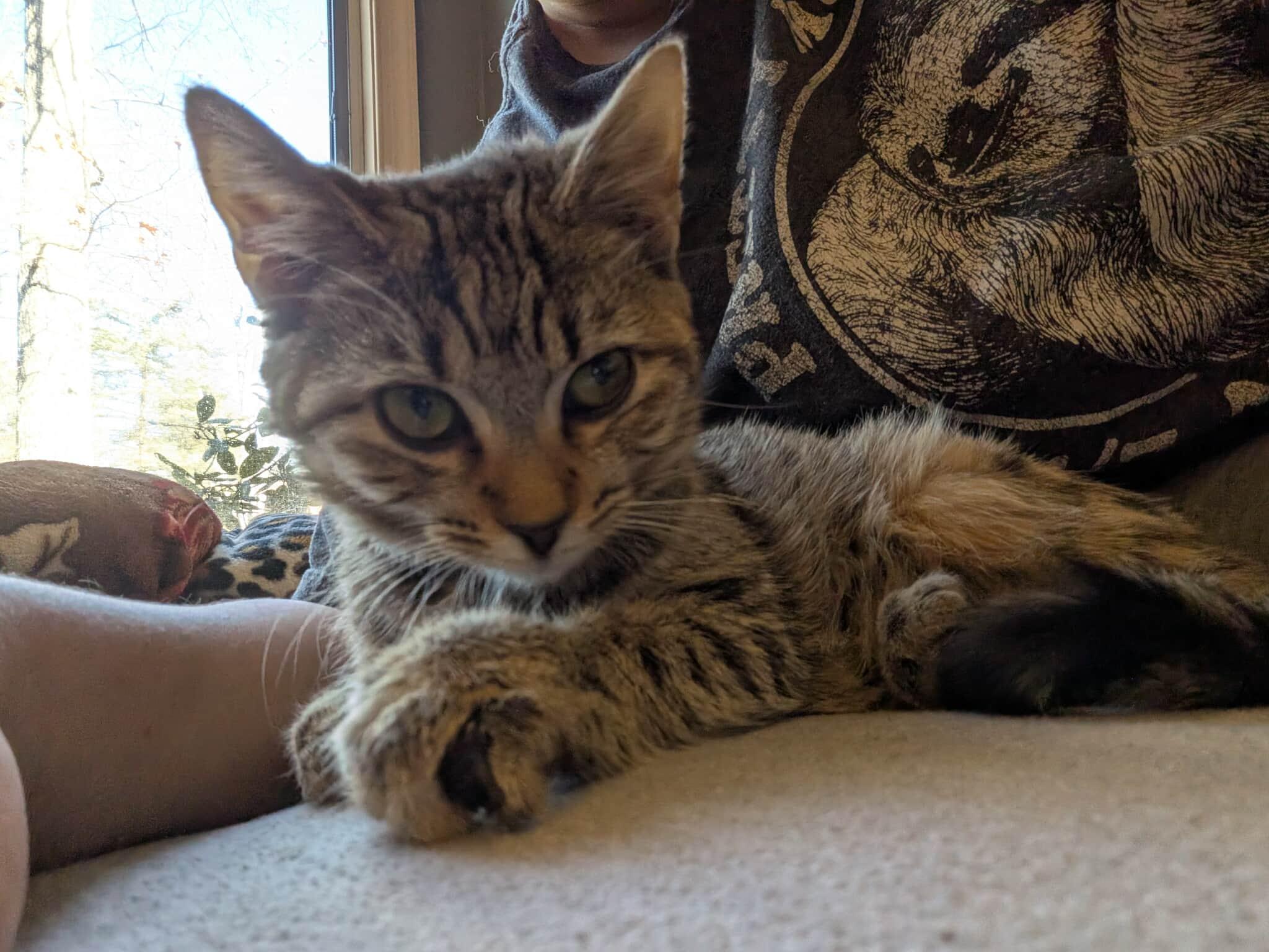 Nova (aka Tippy Toes), Adoptable, Kitten Female Domestic Short Hair.