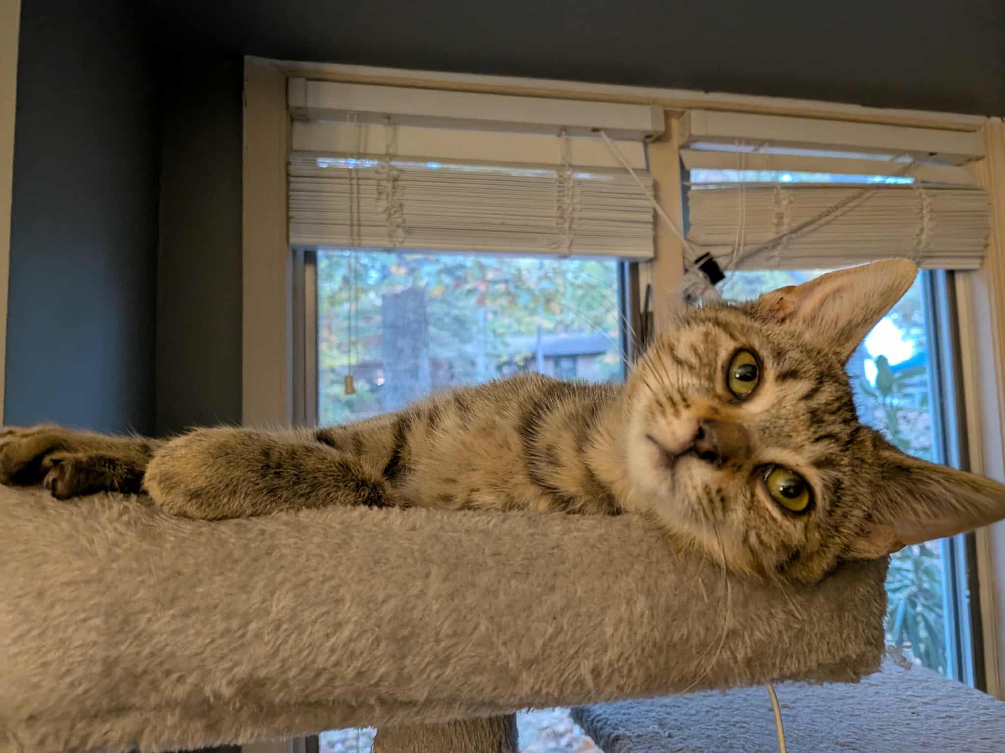 Enlarge Nova (aka Tippy Toes), a Adoptable Domestic Short Hair in Leesburg, VA image 6/6