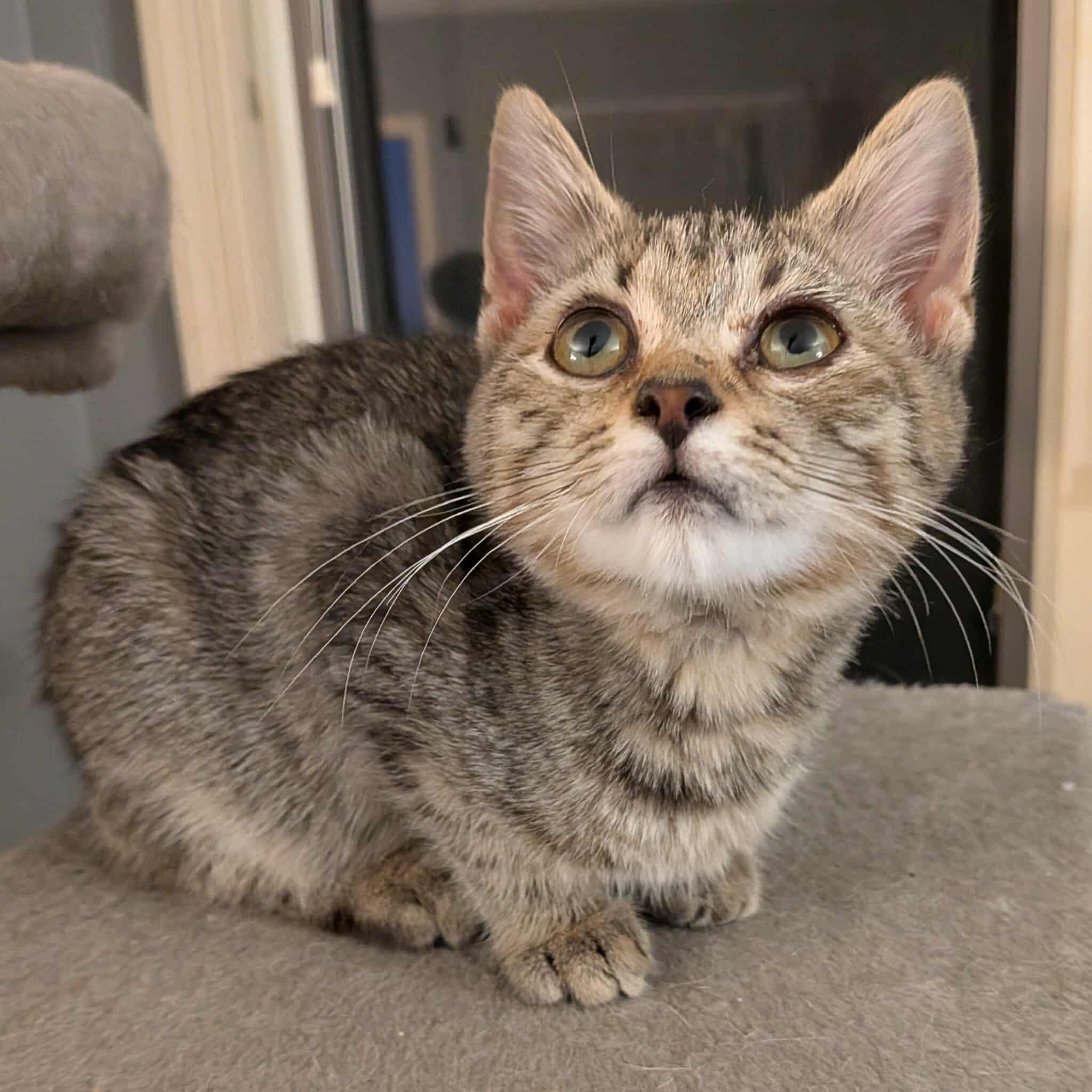 Enlarge Nova (aka Tippy Toes), a Adoptable Domestic Short Hair in Leesburg, VA image 4/6