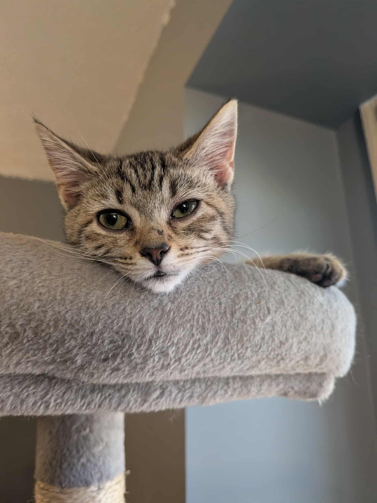 Enlarge Nova (aka Tippy Toes), a Adoptable Domestic Short Hair in Leesburg, VA image 3/6