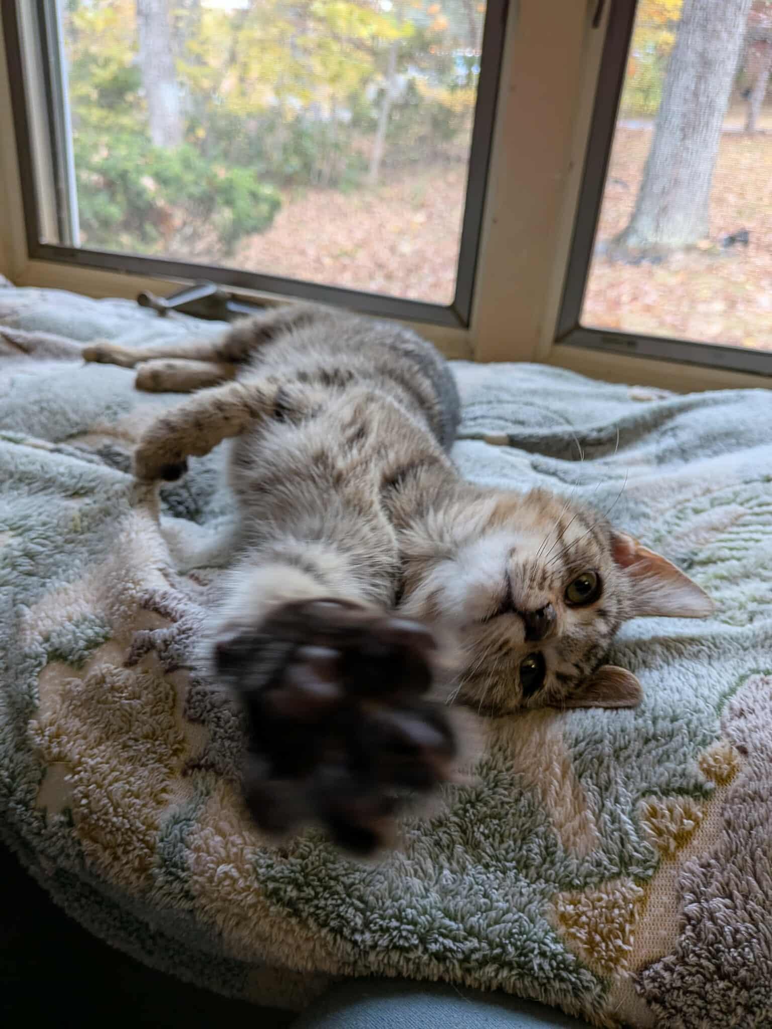 Enlarge Nova (aka Tippy Toes), a Adoptable Domestic Short Hair in Leesburg, VA image 5/6