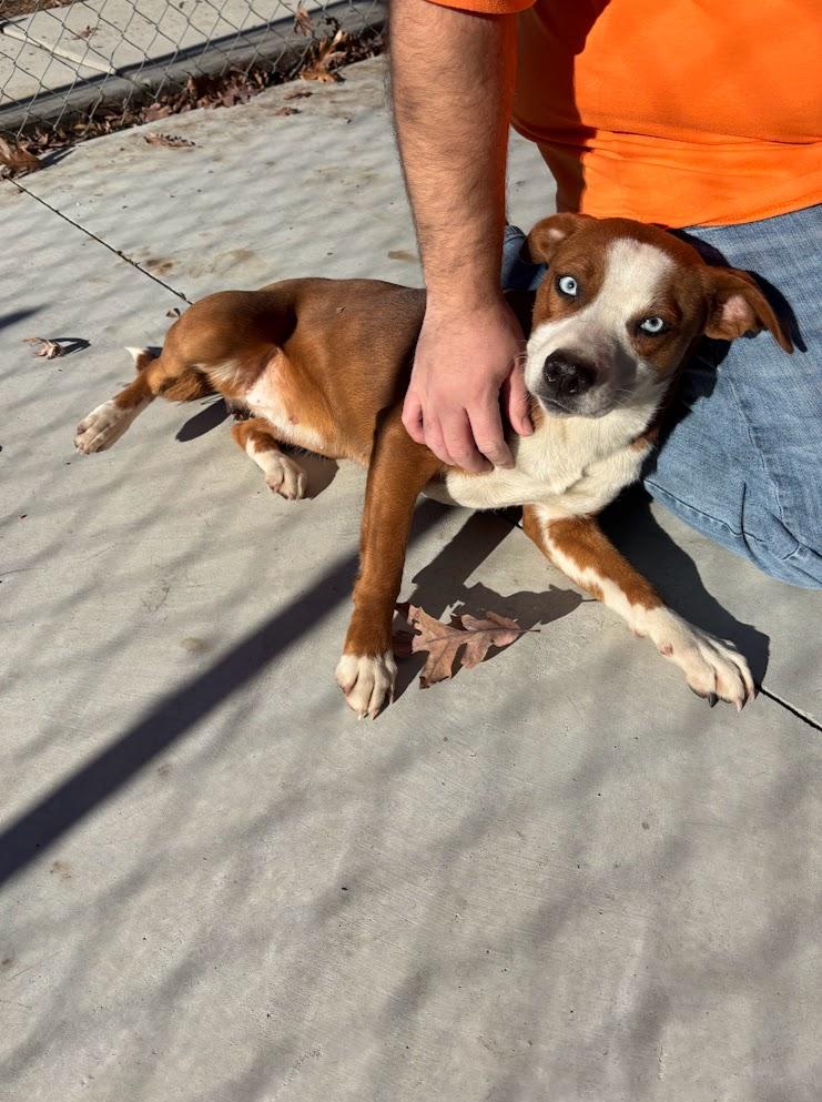 Solara (25-D0563), ADOPTABLE, Young Female Mixed Breed.