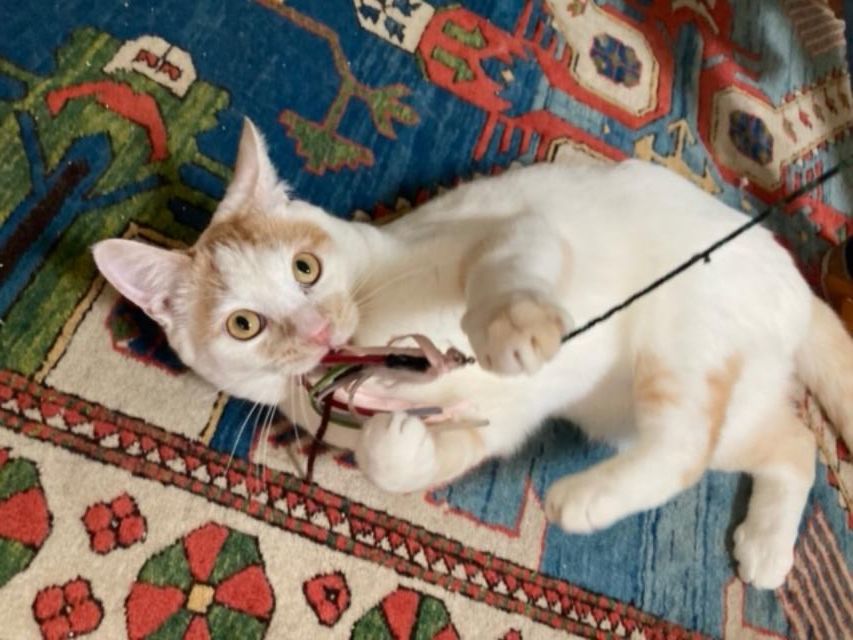 Enlarge Marley and Bob, a Adopted Domestic Short Hair in Berkeley, CA image 1/5