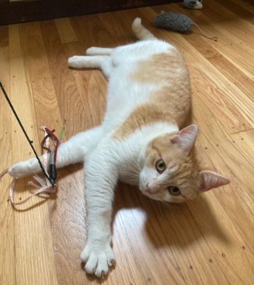 Enlarge Marley and Bob, a Adopted Domestic Short Hair in Berkeley, CA image 2/5