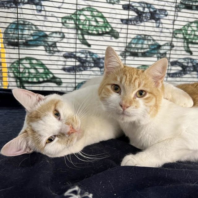 Enlarge Marley and Bob, a Adopted Domestic Short Hair in Berkeley, CA image 5/5