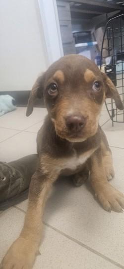 Enlarge Professor, a Adoptable mixed breed in Edgewood, NM image 1/1