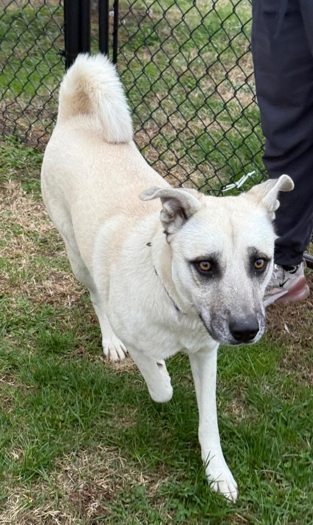 Franny, a Adoptable mixed breed in Gallatin, TN image 1/3