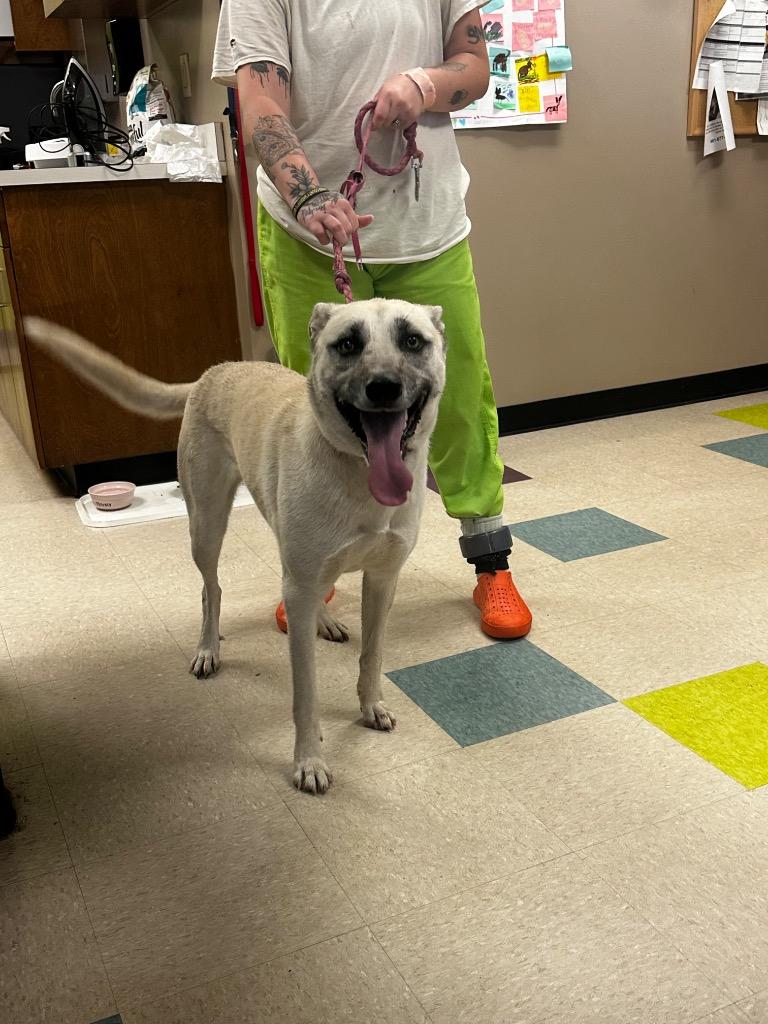 Franny, a Adoptable mixed breed in Gallatin, TN image 2/3