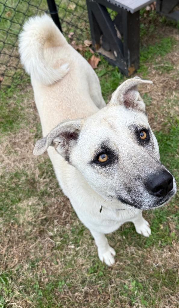 Franny, a Adoptable mixed breed in Gallatin, TN image 3/3