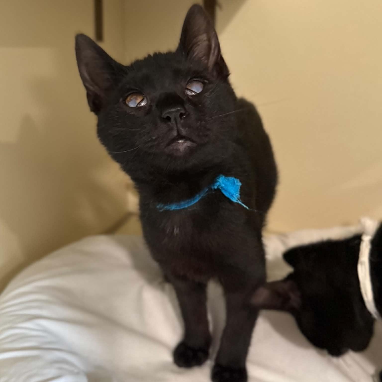 Bugle, ADOPTABLE, Kitten Female Domestic Short Hair.