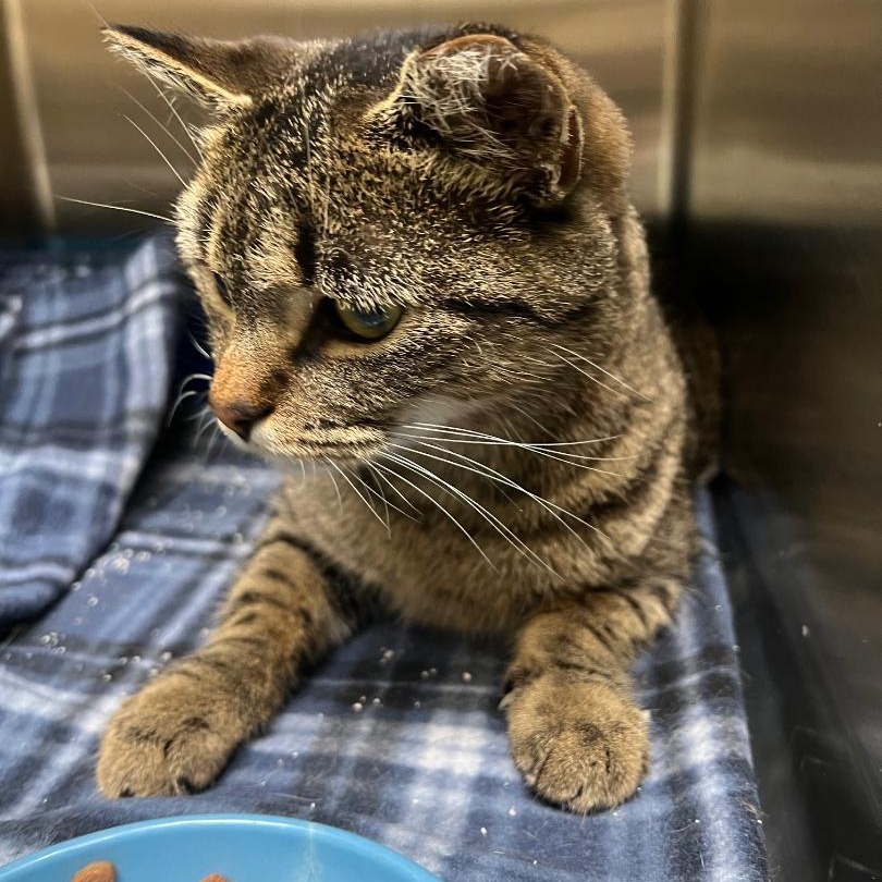 Trudy, Adoptable, Young Female Domestic Short Hair.