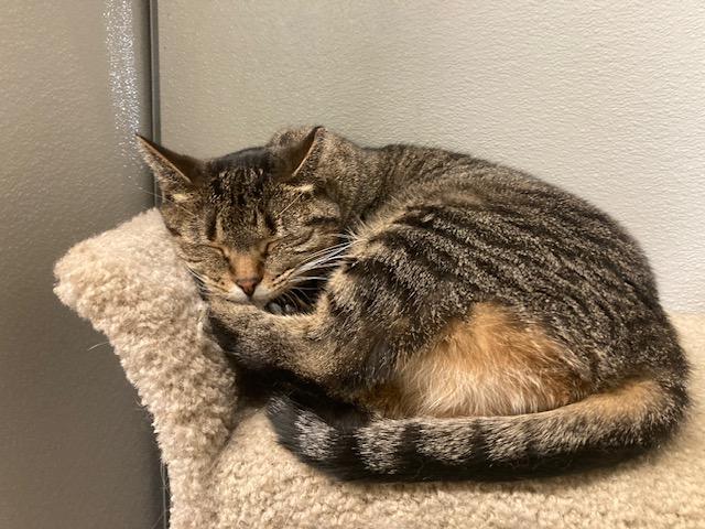 Enlarge Trudy, a Adoptable Domestic Short Hair in Kankakee, IL image 2/4