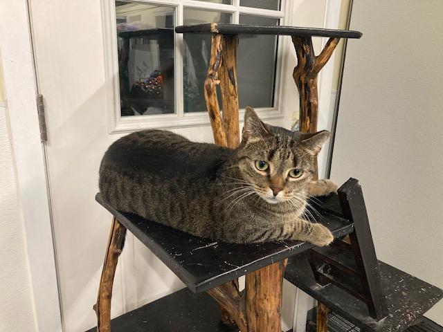 Enlarge Trudy, a Adoptable Domestic Short Hair in Kankakee, IL image 1/4