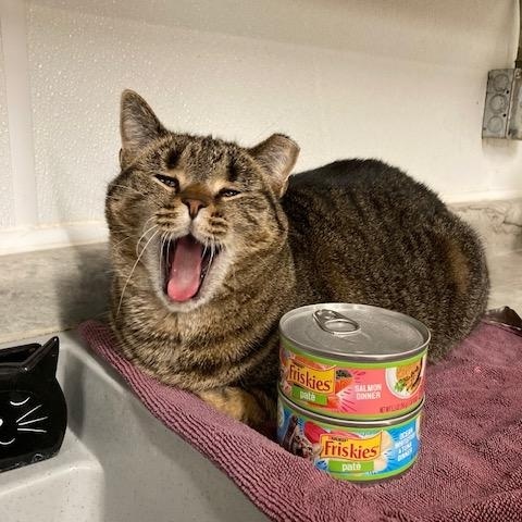 Enlarge Trudy, a Adoptable Domestic Short Hair in Kankakee, IL image 4/4