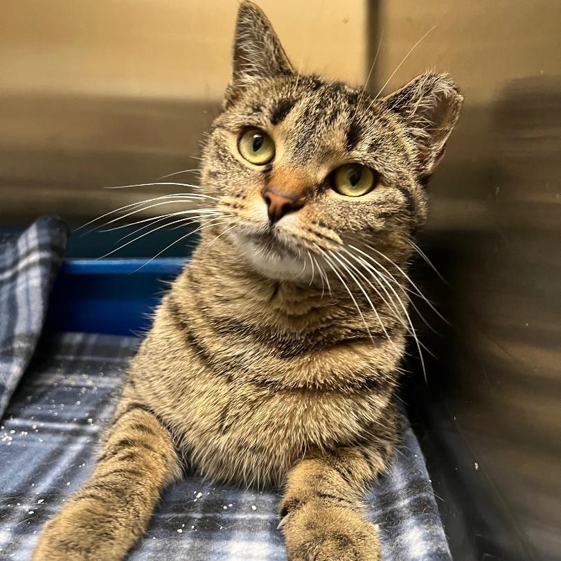 Trudy, a Adoptable Domestic Short Hair in Kankakee, IL image 3/4