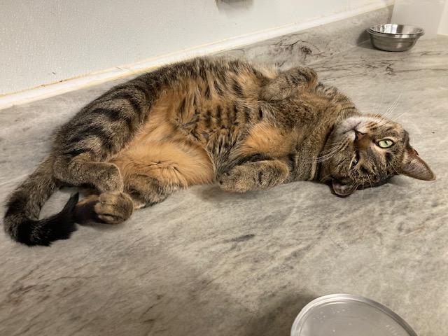 Enlarge Trudy, a Adoptable Domestic Short Hair in Kankakee, IL image 3/4