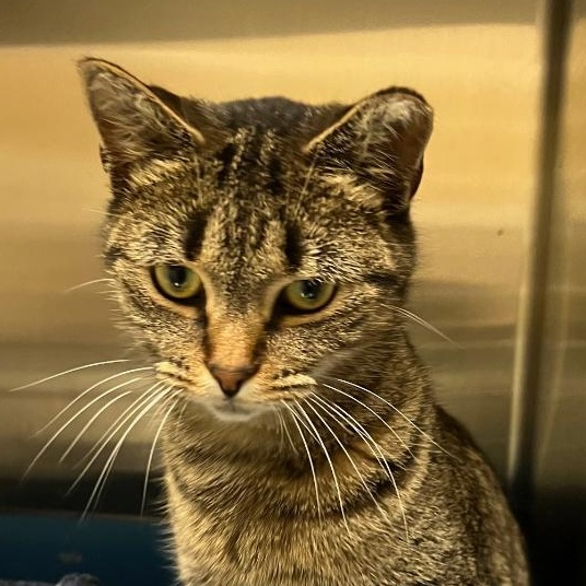 Trudy, a Adoptable Domestic Short Hair in Kankakee, IL image 2/4