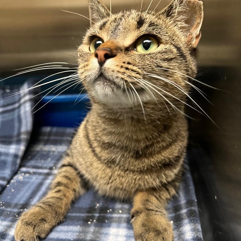 Trudy, a Adoptable Domestic Short Hair in Kankakee, IL image 1/4