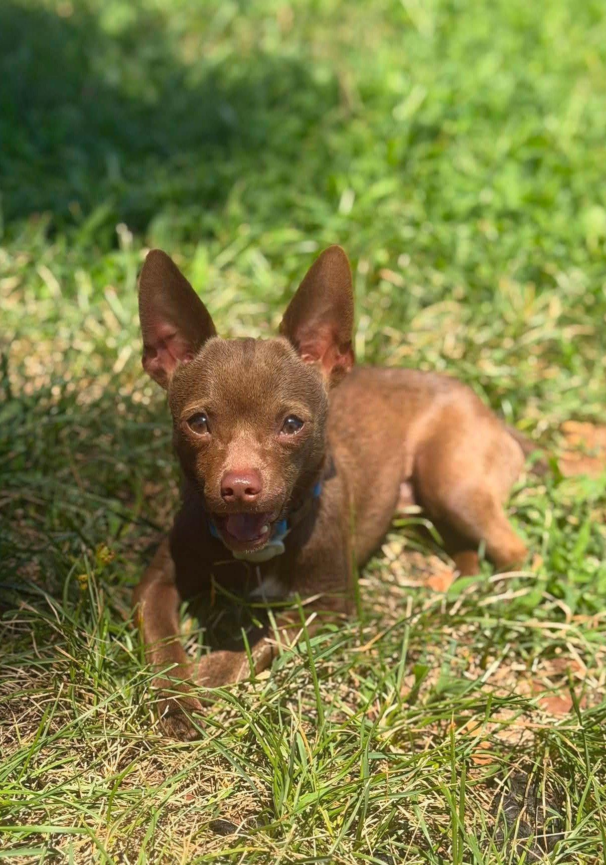 Enlarge Deisel, a Adoptable Chihuahua in Arlington, VA image 1/3