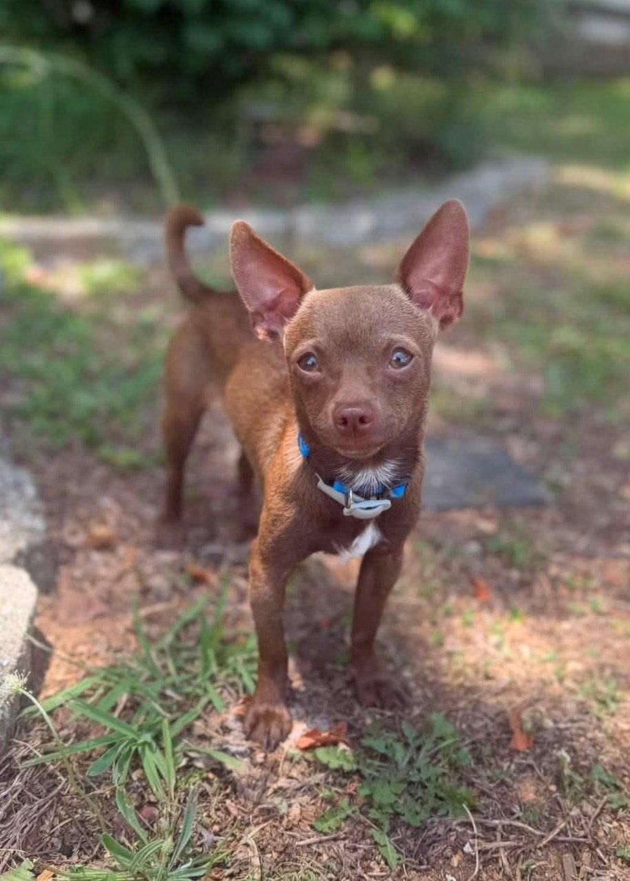 Enlarge Deisel, a Adoptable Chihuahua in Arlington, VA image 2/3