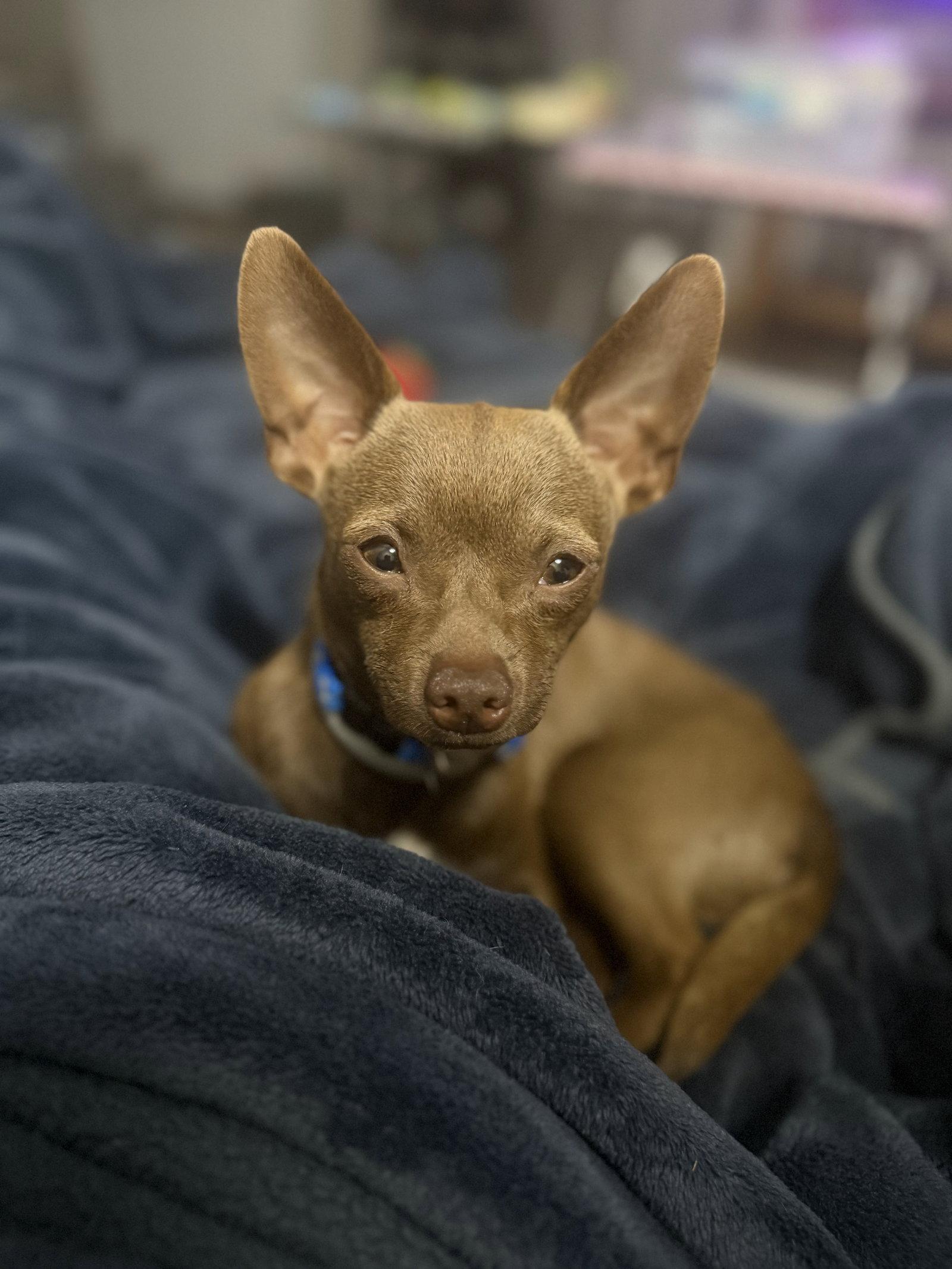 Enlarge Deisel, a Adoptable Chihuahua in Arlington, VA image 3/3
