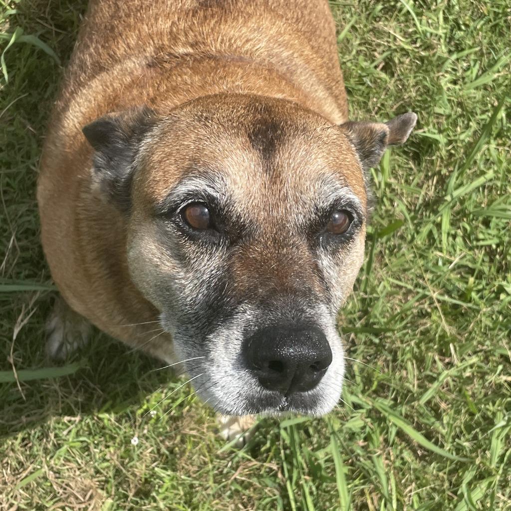 Sals, Adoptable, Senior Female Shepherd.