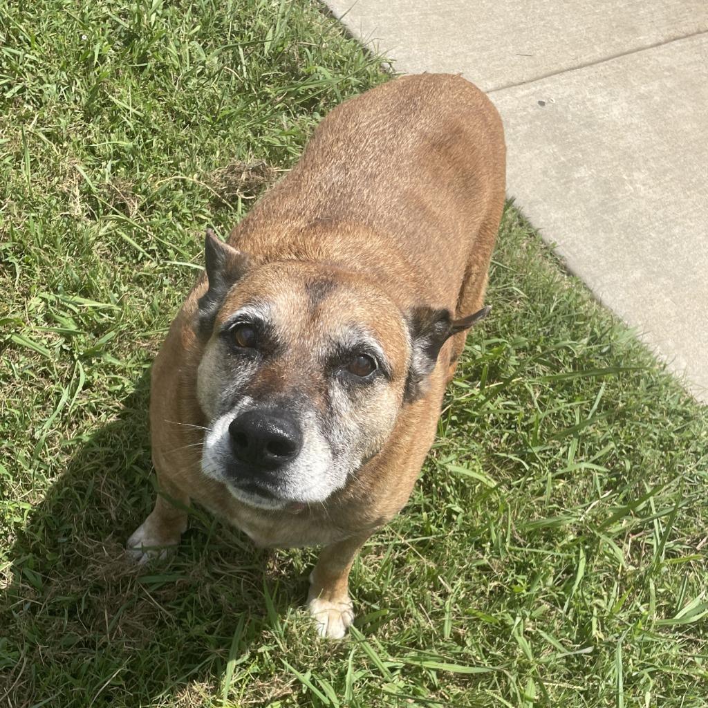 Enlarge Sals, a Adoptable mixed breed in Brenham, TX image 2/6