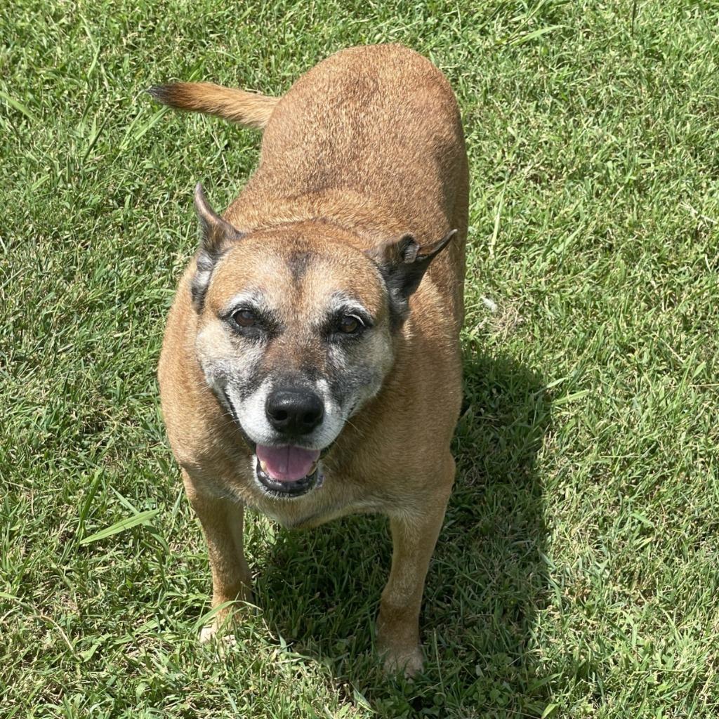 Enlarge Sals, a Adoptable mixed breed in Brenham, TX image 4/6