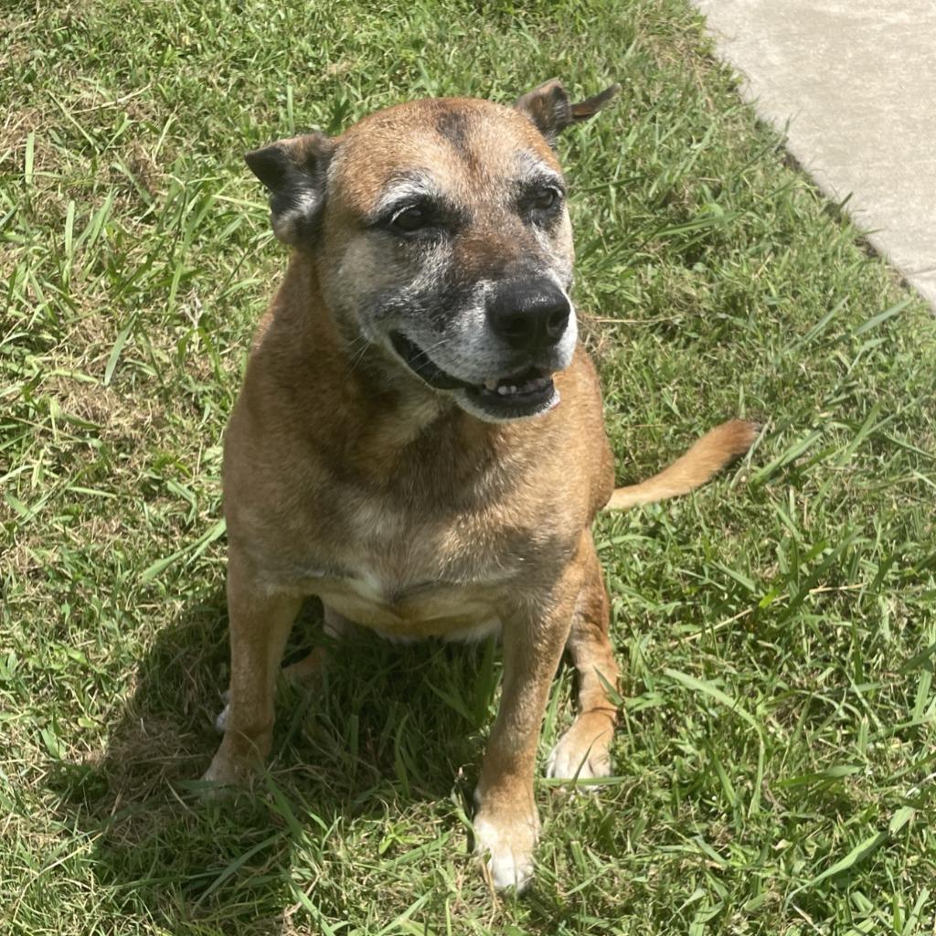 Enlarge Sals, a Adoptable mixed breed in Brenham, TX image 5/6