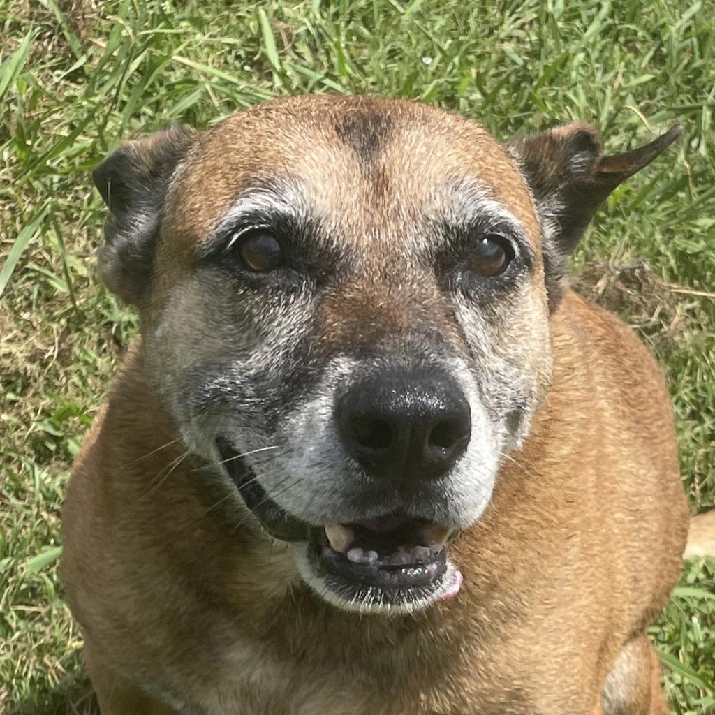 Sals, Adoptable, Senior Female Shepherd.