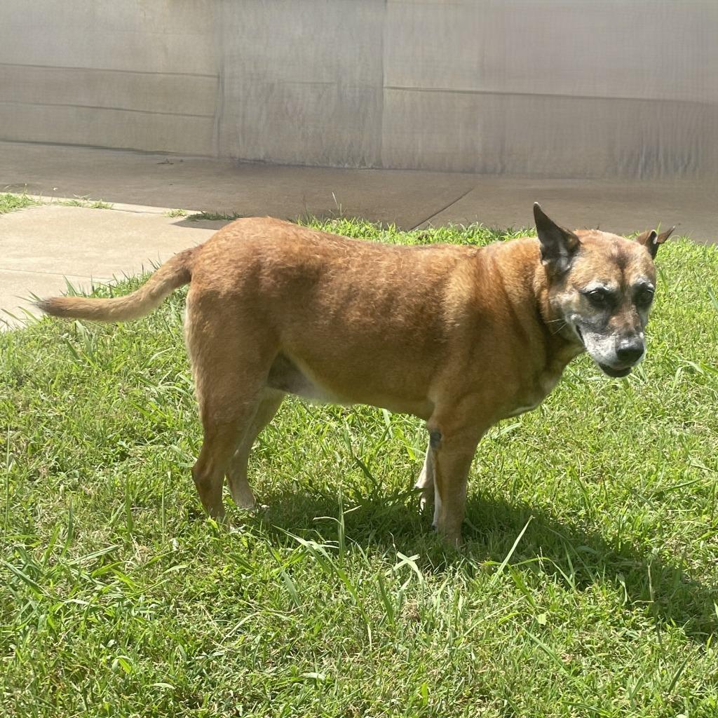 Enlarge Sals, a Adoptable mixed breed in Brenham, TX image 6/6