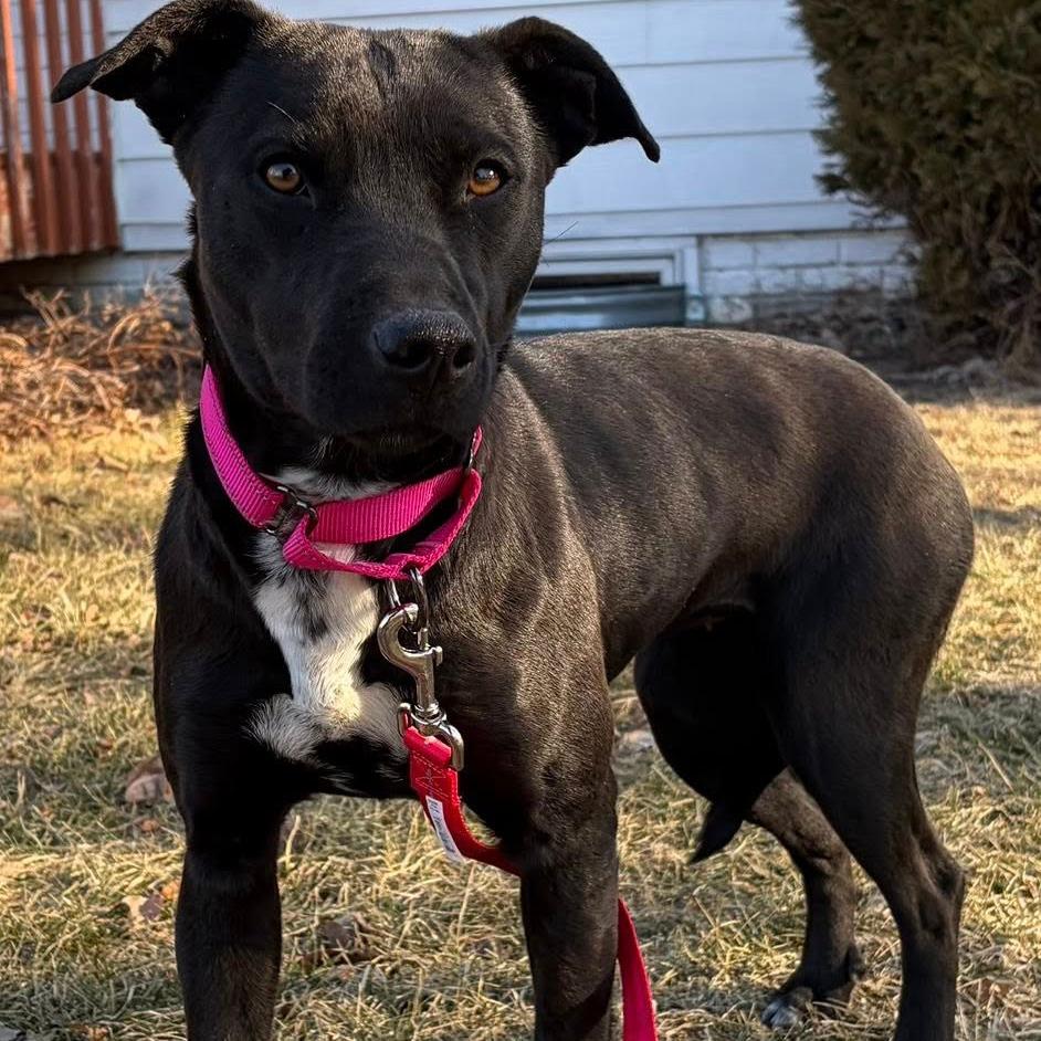 Bonnie, Adoptable, Young Female Mixed Breed.