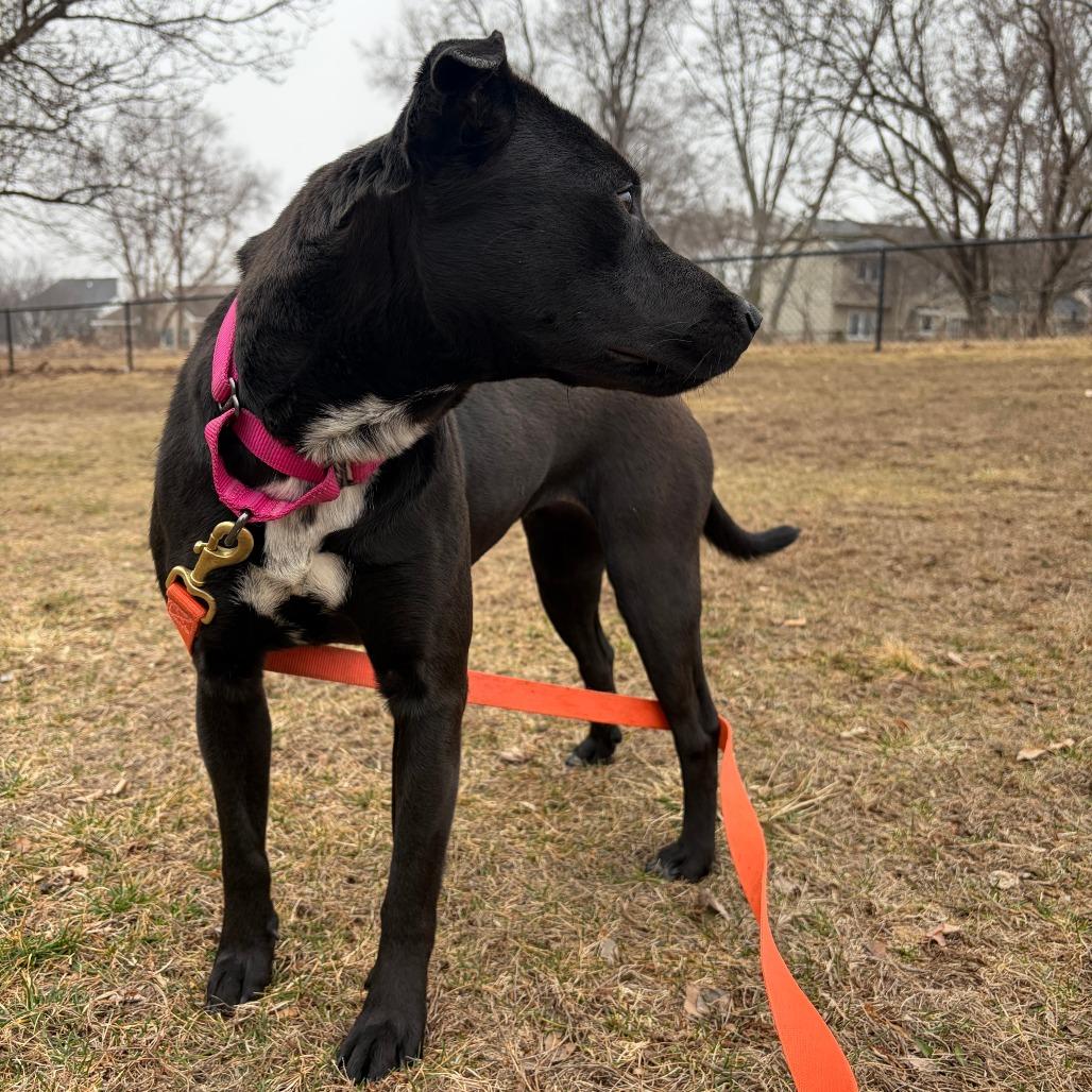 Enlarge Bonnie, a Adoptable Mixed Breed in Boone, IA image 2/6