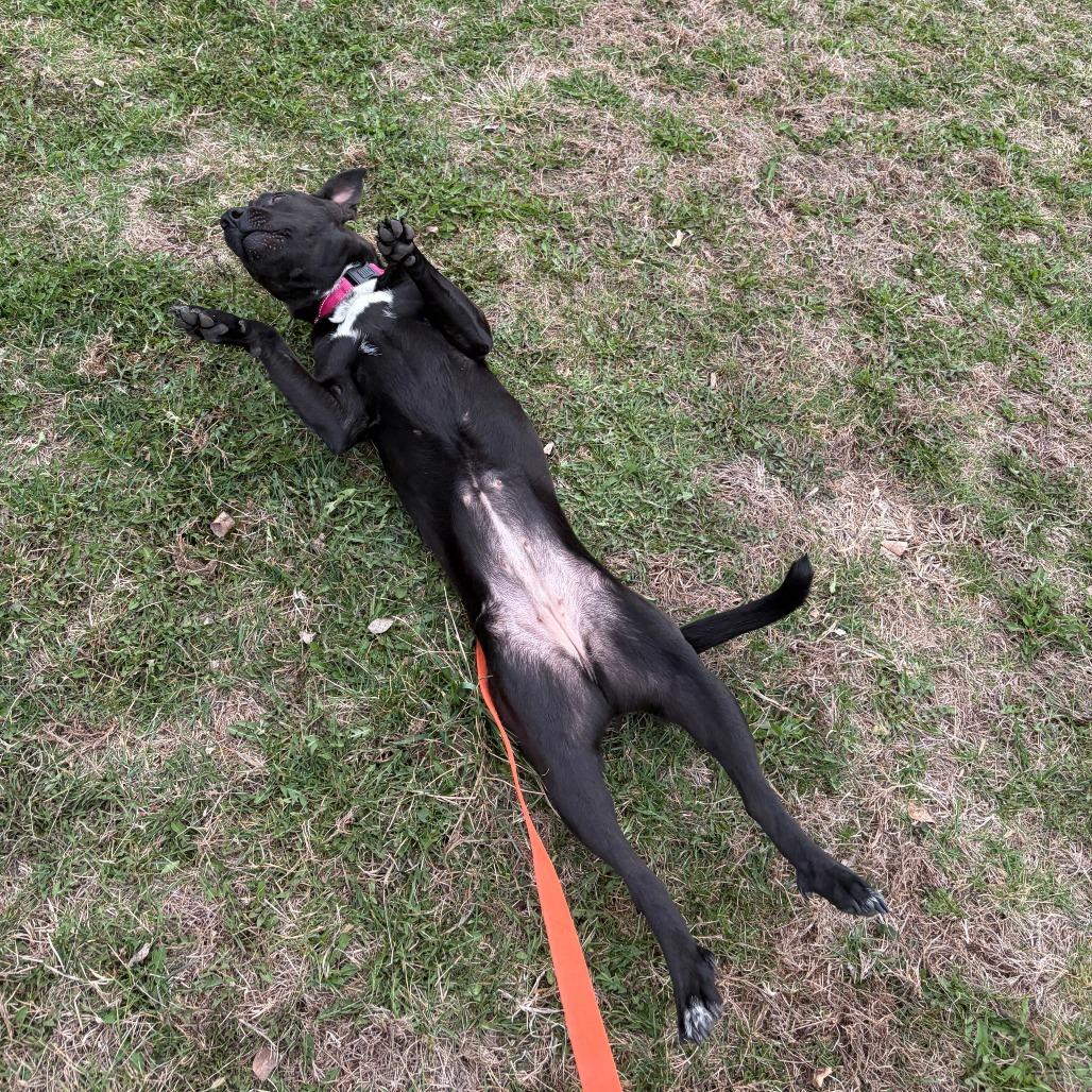 Enlarge Bonnie, a Adoptable Mixed Breed in Boone, IA image 3/6