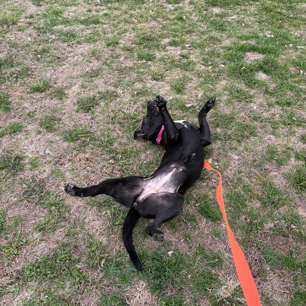 Enlarge Bonnie, a Adoptable Mixed Breed in Boone, IA image 4/6