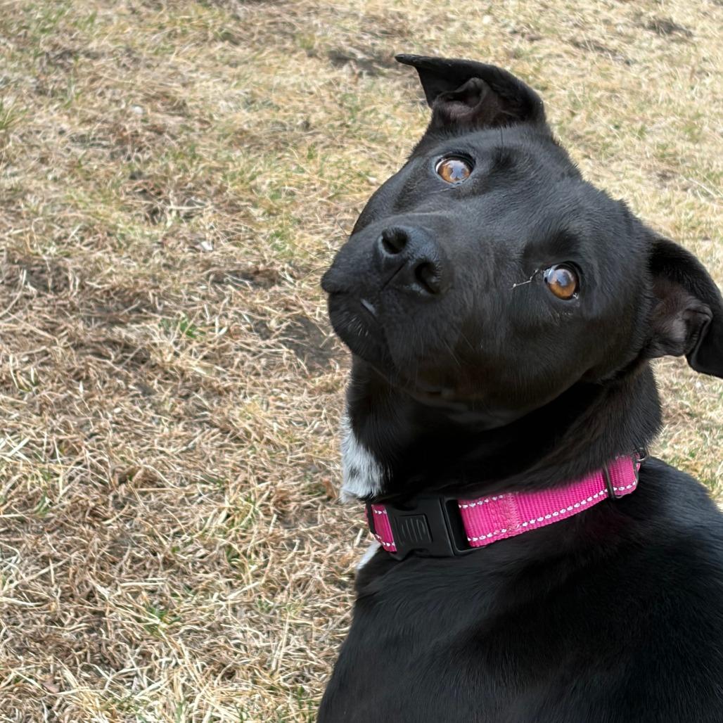 Enlarge Bonnie, a Adoptable Mixed Breed in Boone, IA image 5/6