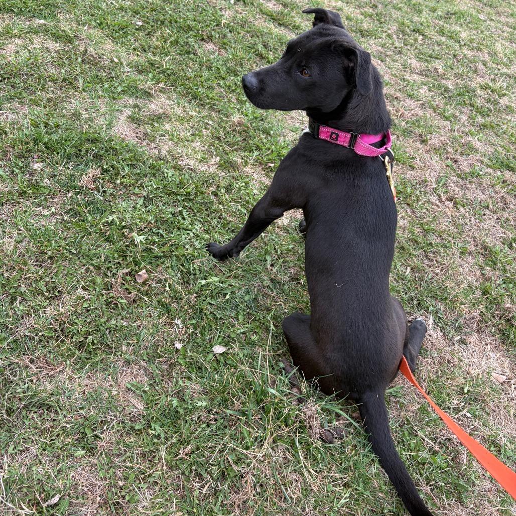 Enlarge Bonnie, a Adoptable Mixed Breed in Boone, IA image 6/6