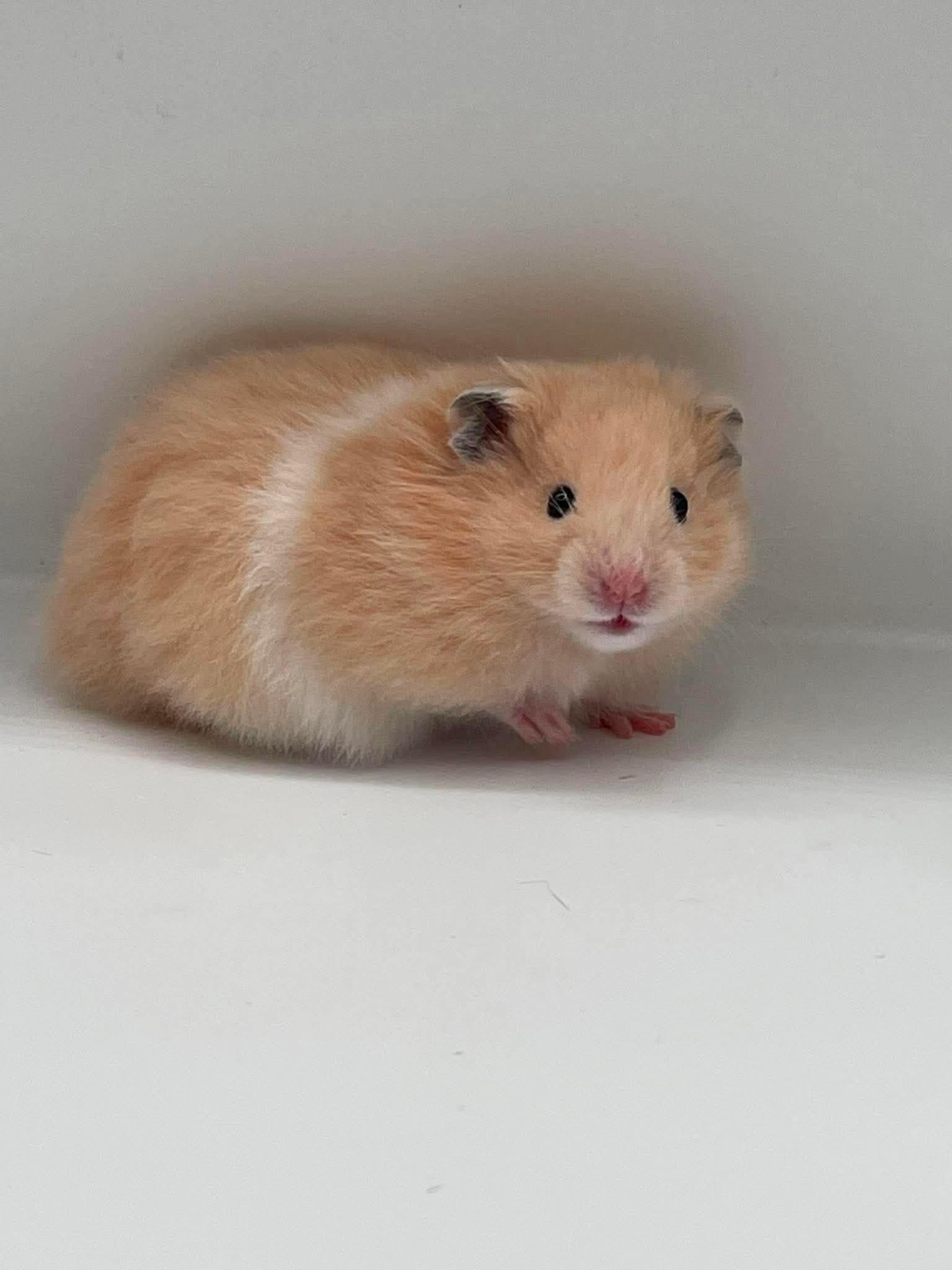 Enlarge Falafel, a ADOPTABLE mixed breed in Springfield, OR image 1/3