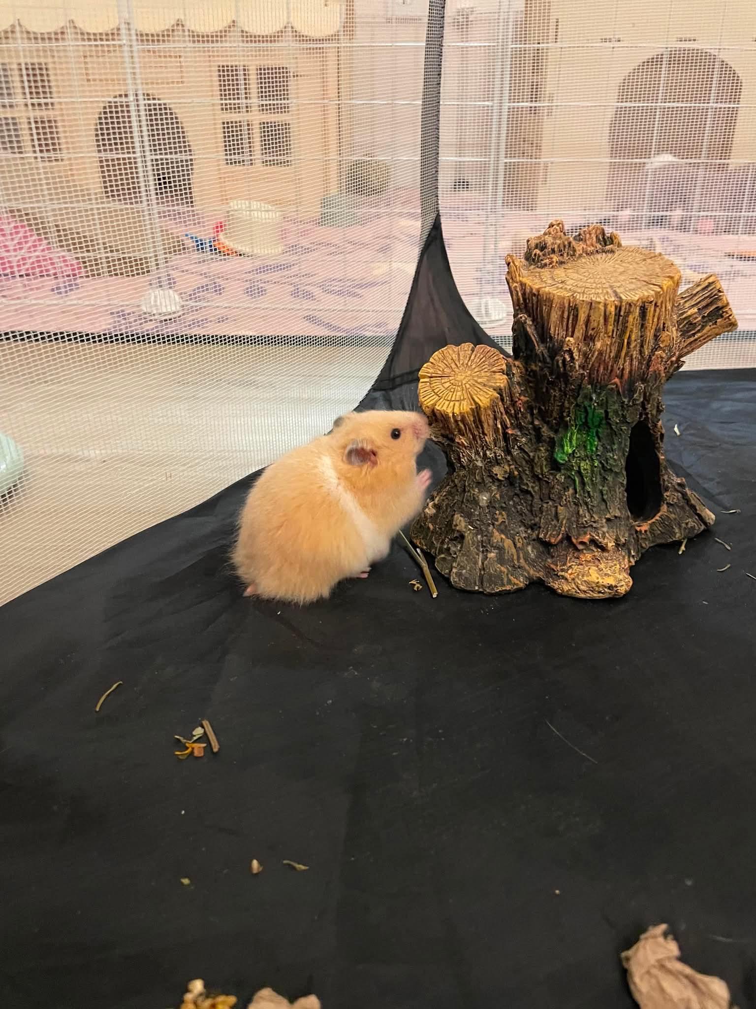 Enlarge Falafel, a ADOPTABLE mixed breed in Springfield, OR image 3/3